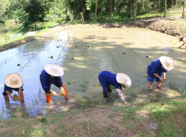 กิจกรรม &quot;ดำนา ปลูกข้าว อยู่อย่างพอเพียง ... พารามิเตอร์รูปภาพ 5