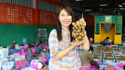 สหกรณ์จังหวัดเชียงใหม่ ลงพื้นที่ จุดรวบรวมผลผลิตลำไย ... พารามิเตอร์รูปภาพ 1