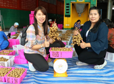 สหกรณ์จังหวัดเชียงใหม่ ลงพื้นที่ จุดรวบรวมผลผลิตลำไย ... พารามิเตอร์รูปภาพ 2