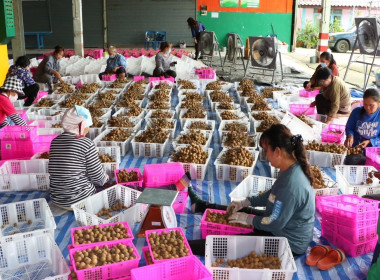 สหกรณ์จังหวัดเชียงใหม่ ลงพื้นที่ จุดรวบรวมผลผลิตลำไย ... พารามิเตอร์รูปภาพ 3