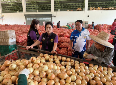 สหกรณ์จังหวัดเชียงใหม่ ติดตามสถานการณ์หอมหัวใหญ่ในพื้นที่ ... พารามิเตอร์รูปภาพ 4