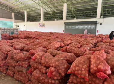 สหกรณ์จังหวัดเชียงใหม่ ติดตามสถานการณ์หอมหัวใหญ่ในพื้นที่ ... พารามิเตอร์รูปภาพ 5